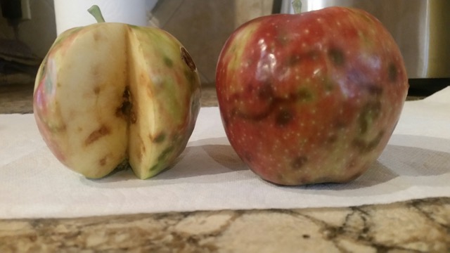 Apple Maggot Damage