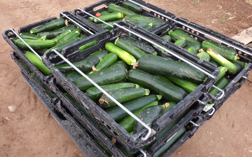 Lots of zucchini for year-end report