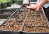 Transplanting seedlings